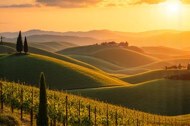 Vignoble et paysage toscan
